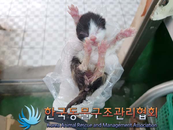 한국동물구조관리협회_441560202300610