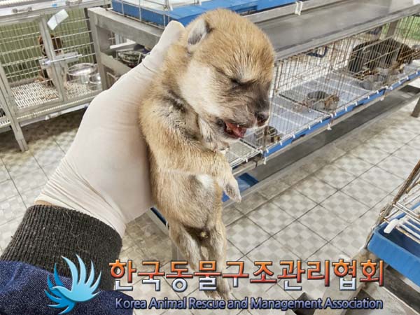 한국동물구조관리협회_441406202300678
