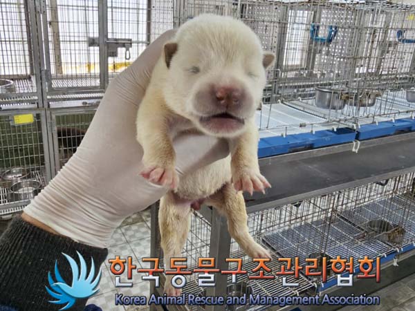 한국동물구조관리협회_441406202300675