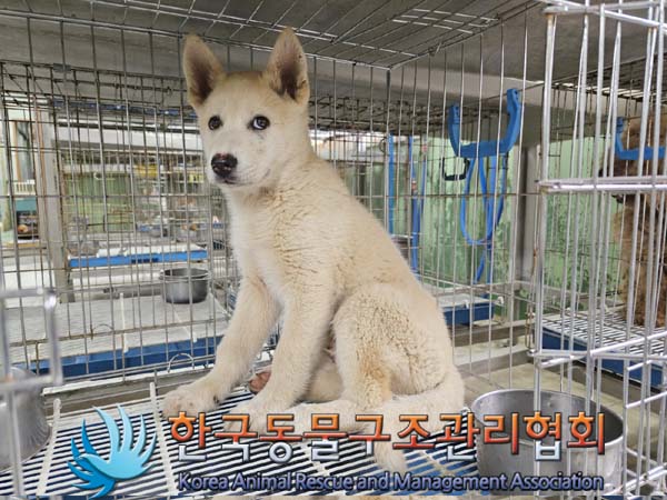 한국동물구조관리협회_441406202300679