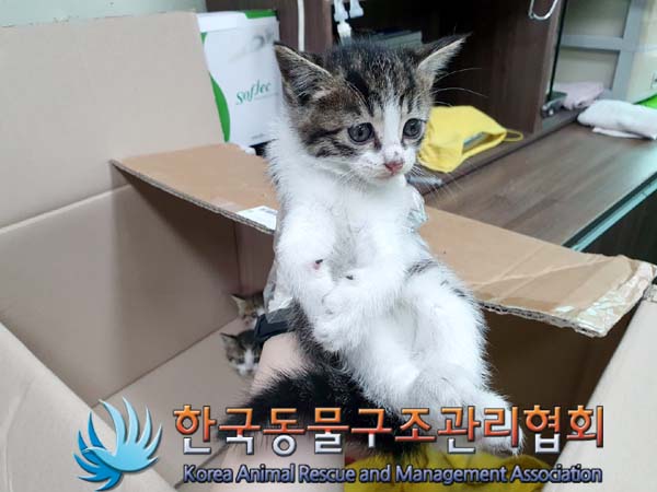 한국동물구조관리협회_411318202300230