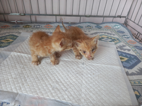 유기동물및관리협회_448535202300671