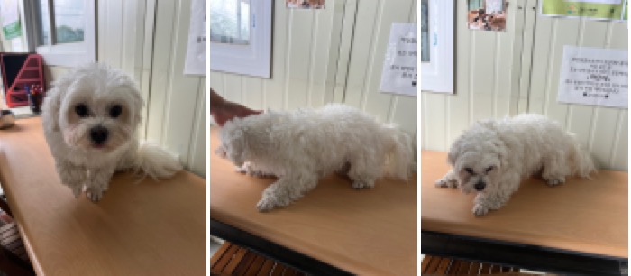 부산동물보호센터_426332202300176