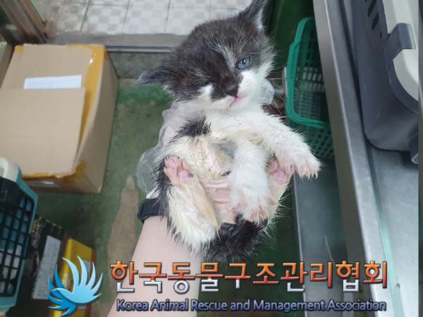 한국동물구조관리협회_411305202300232