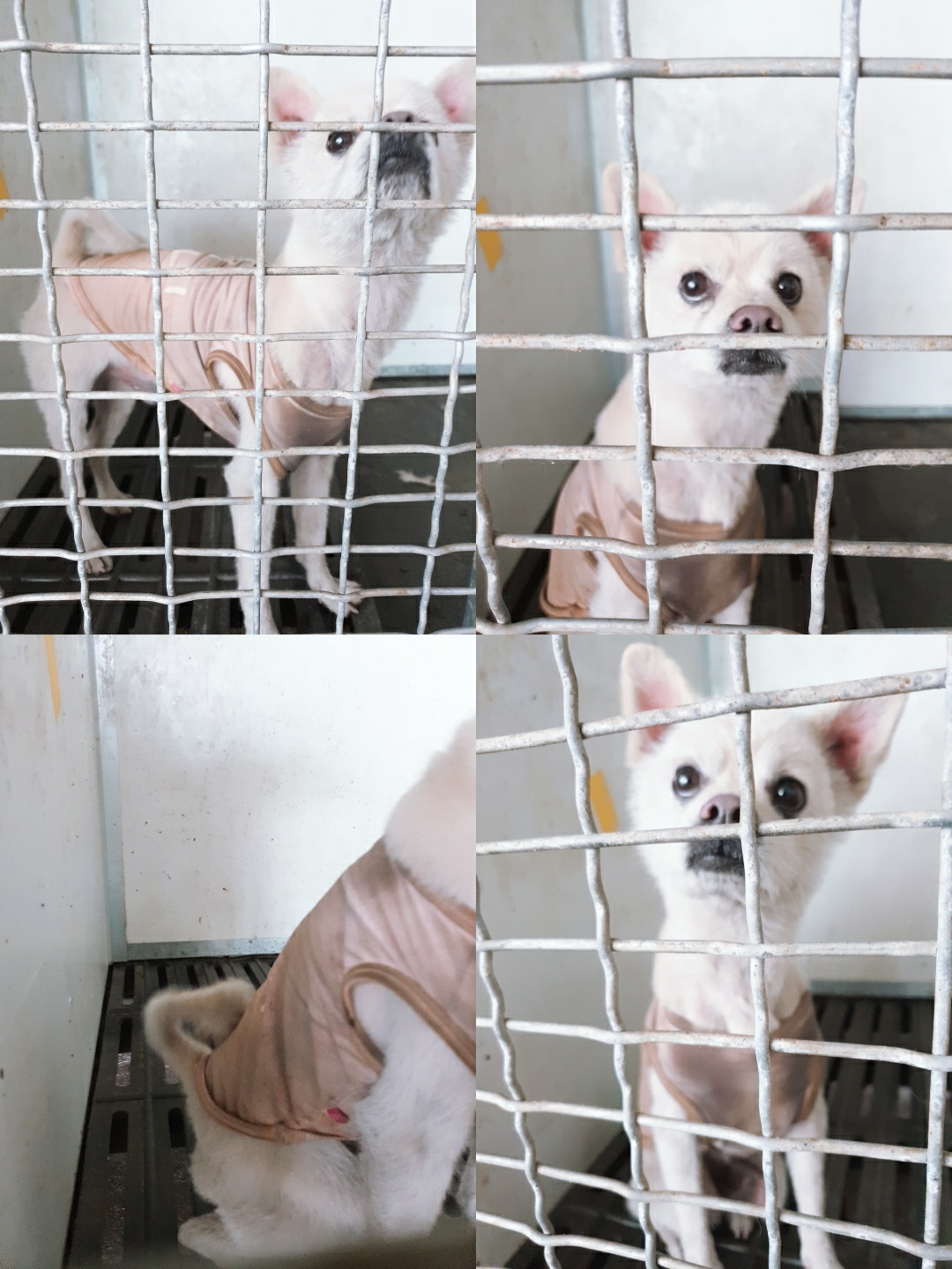 남양동물보호센터_441553202301471