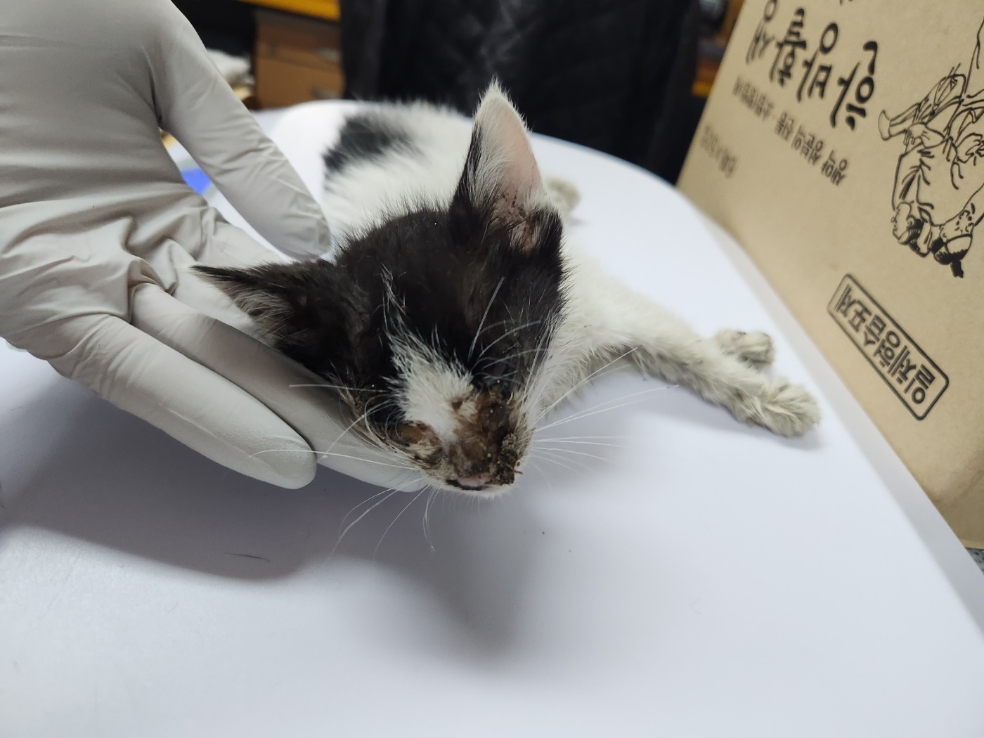 광주 동물보호소_429361202300179