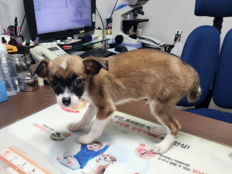 대구수의사회(아이펫)_427343202300366