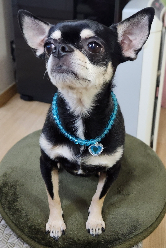 순천시유기동물보호소_446482202300291