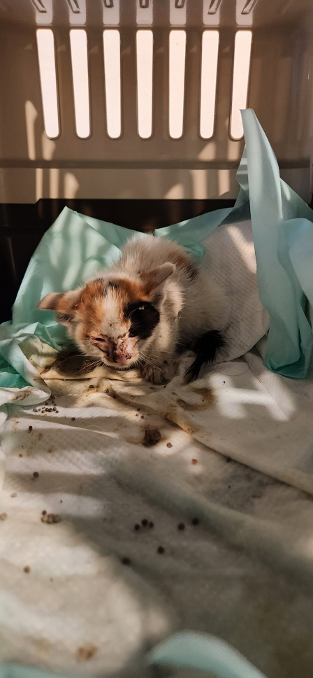 익산유기동물보호소_445468202300999