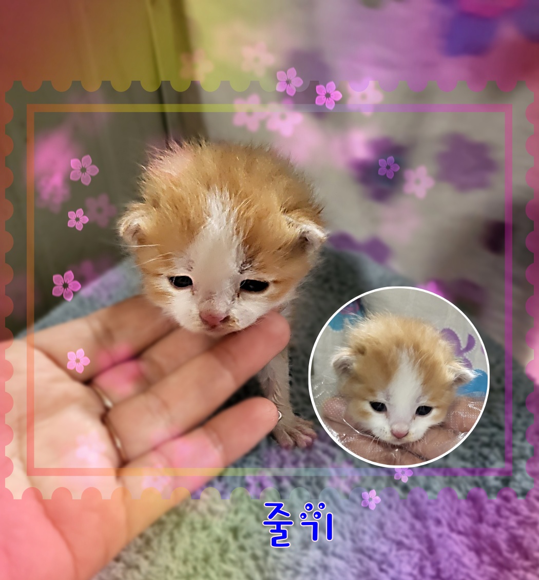 군산유기동물보호센터_445467202300862