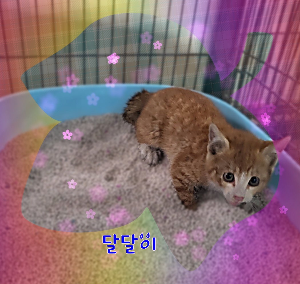 군산유기동물보호센터_445467202300860