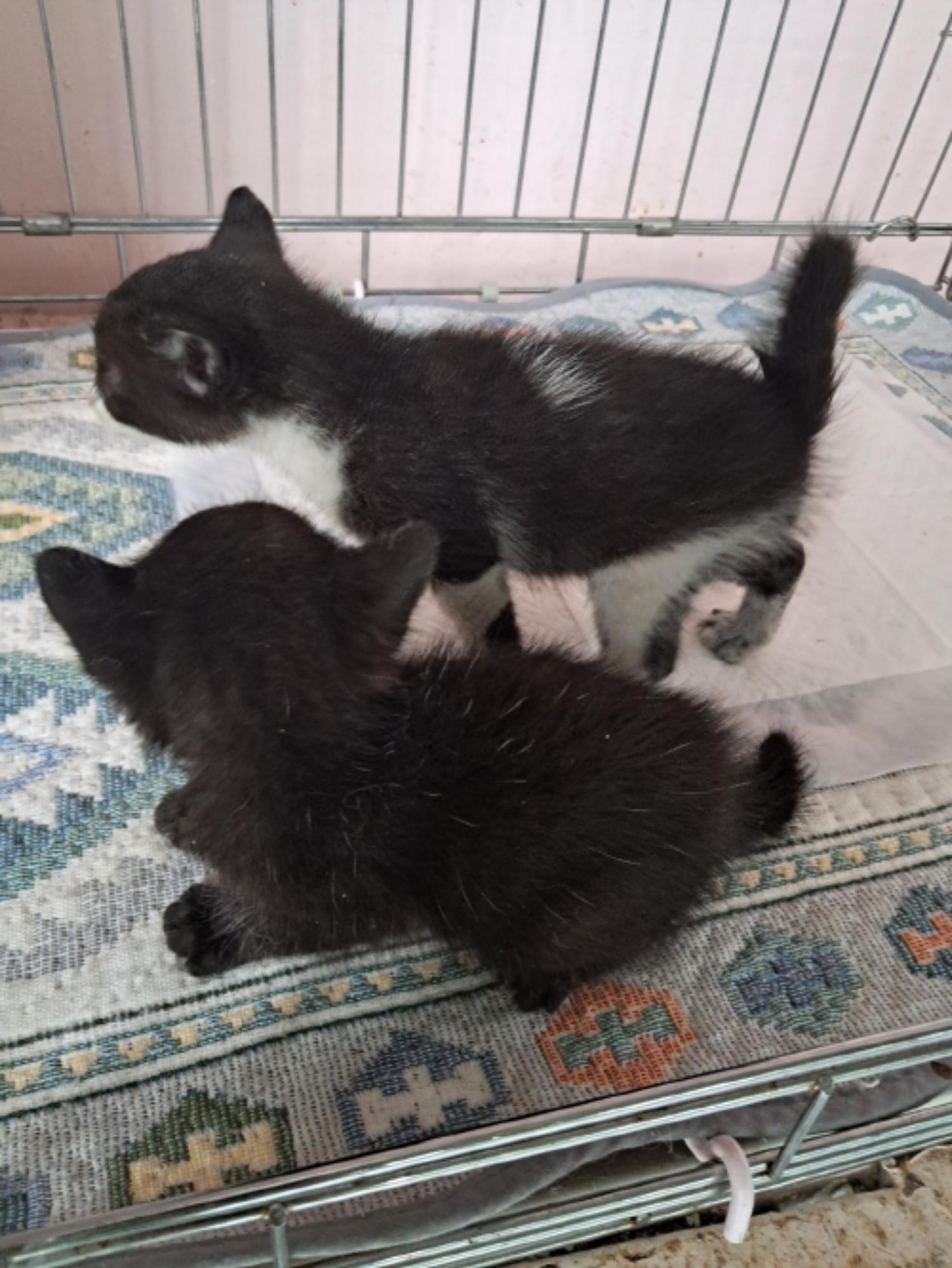 유기동물및관리협회_448535202300674
