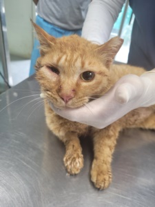제주 동물보호센터_450650202301651