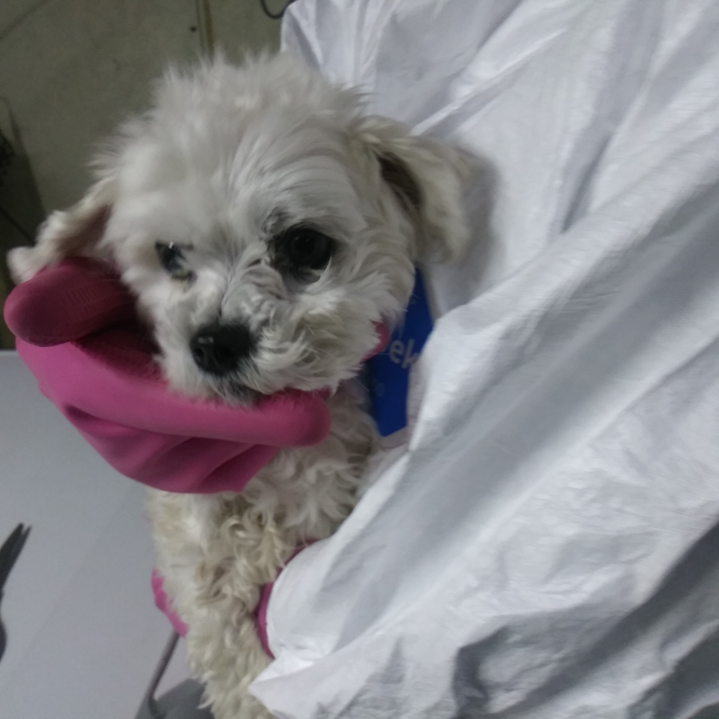 인천광역시수의사회_428351202300399