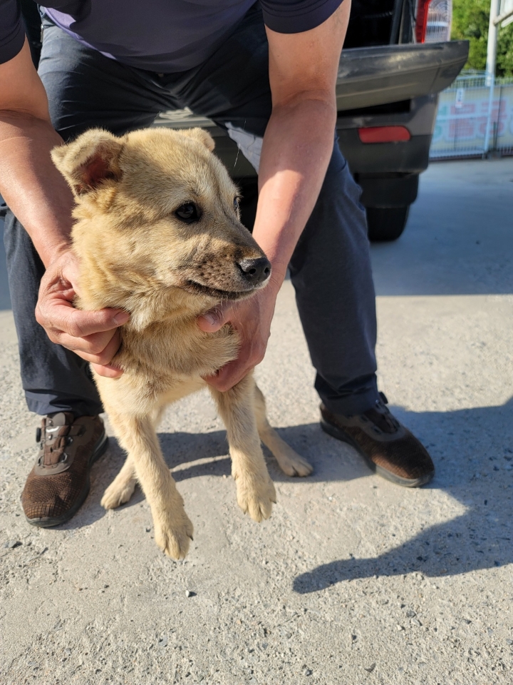 괴산증평동물보호센터_443446202300218