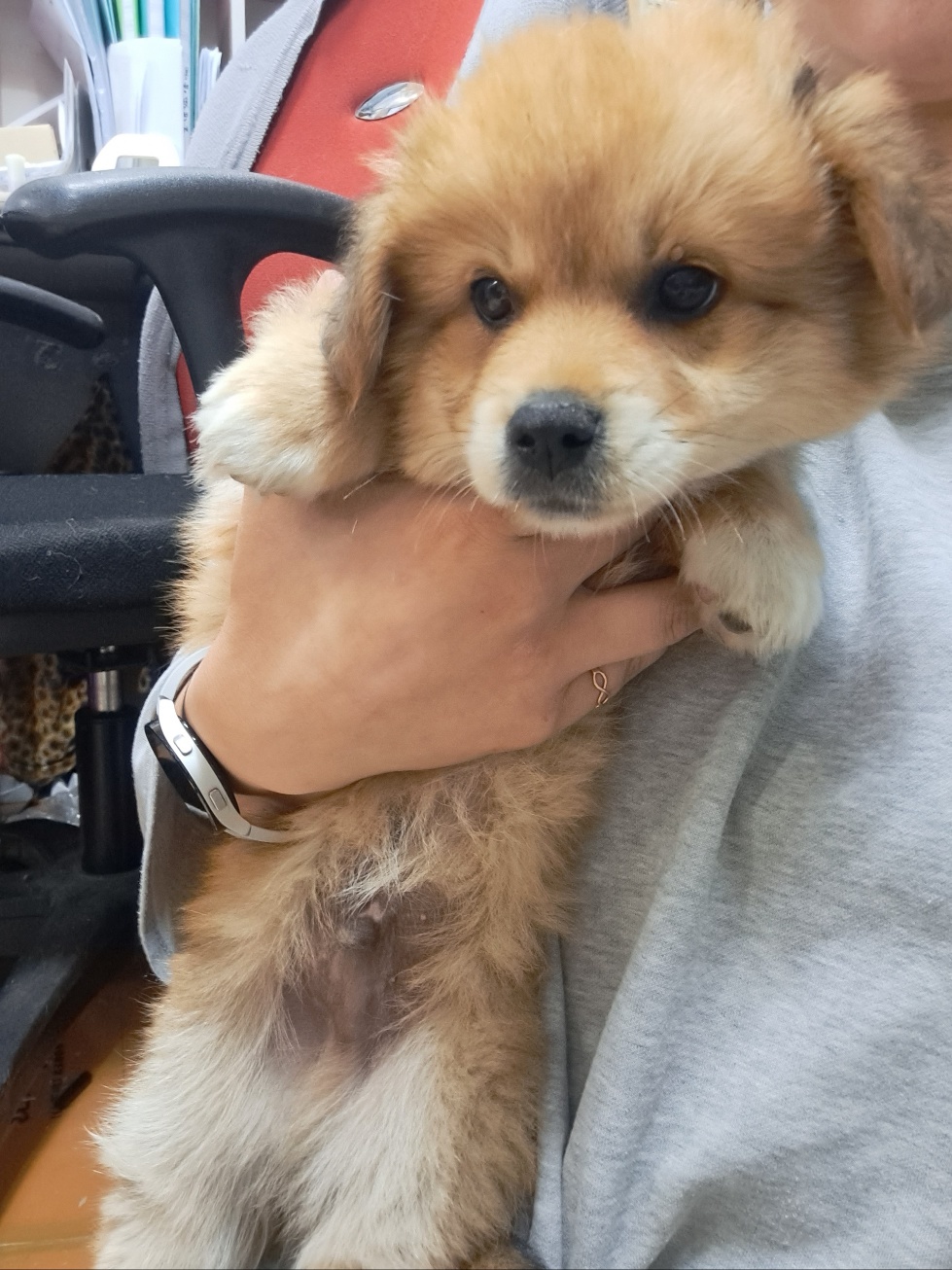 울산유기동물보호센터_431373202300515