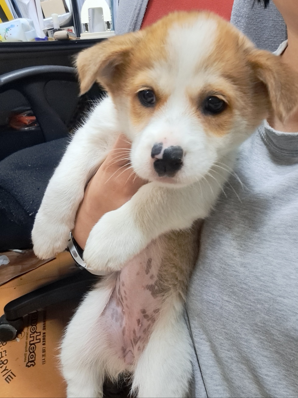 울산유기동물보호센터_431373202300513