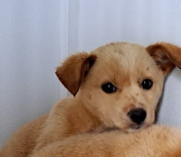 울산유기동물보호센터_431373202300512