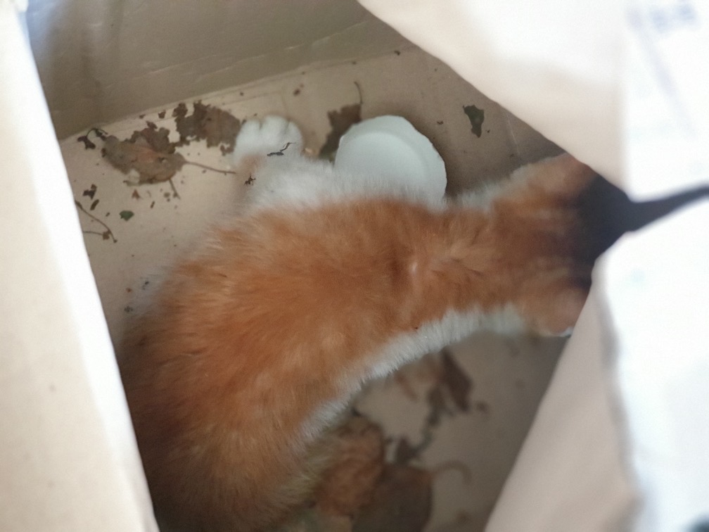 한국동물구조관리협회_411303202300202