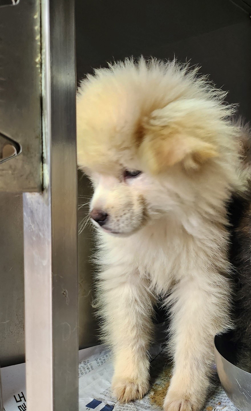 울산유기동물보호센터_431373202300518