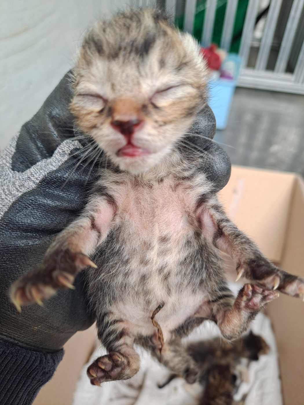 거제시유기동물보호소_448537202300588