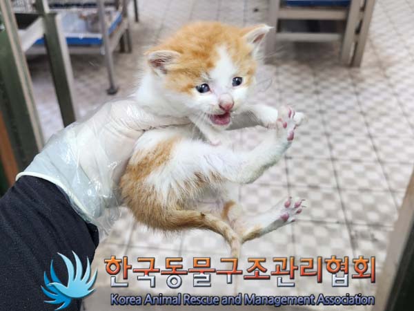 한국동물구조관리협회_441560202300620