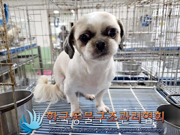 한국동물구조관리협회_441392202300082