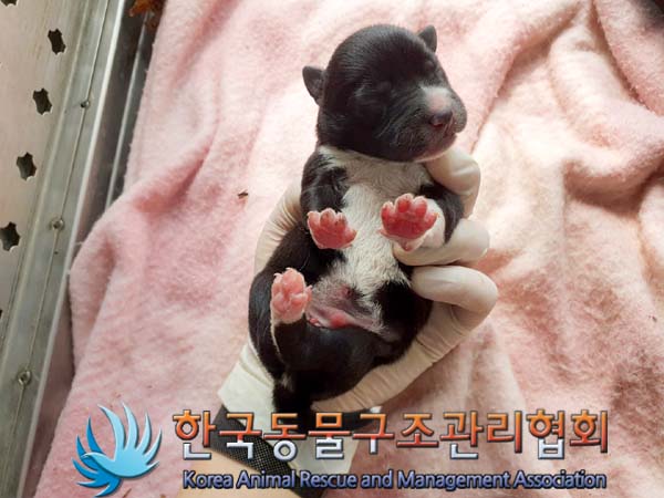 한국동물구조관리협회_441560202300614