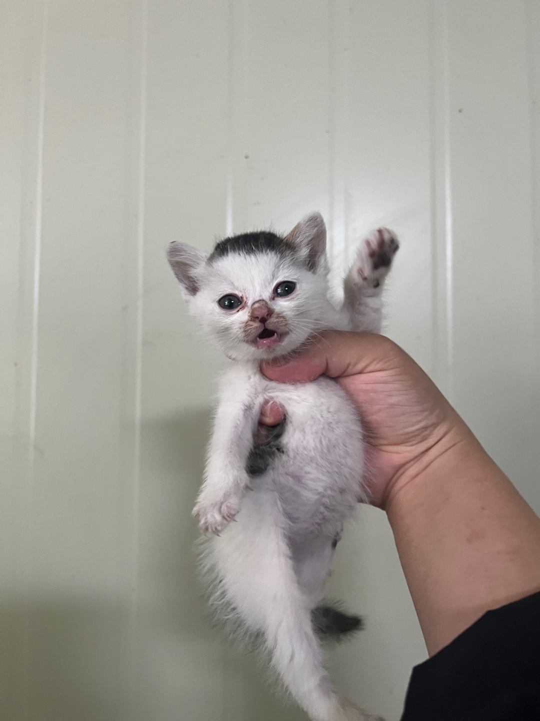 부산동물보호센터_426326202300132