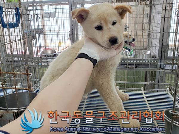 한국동물구조관리협회_441560202300616