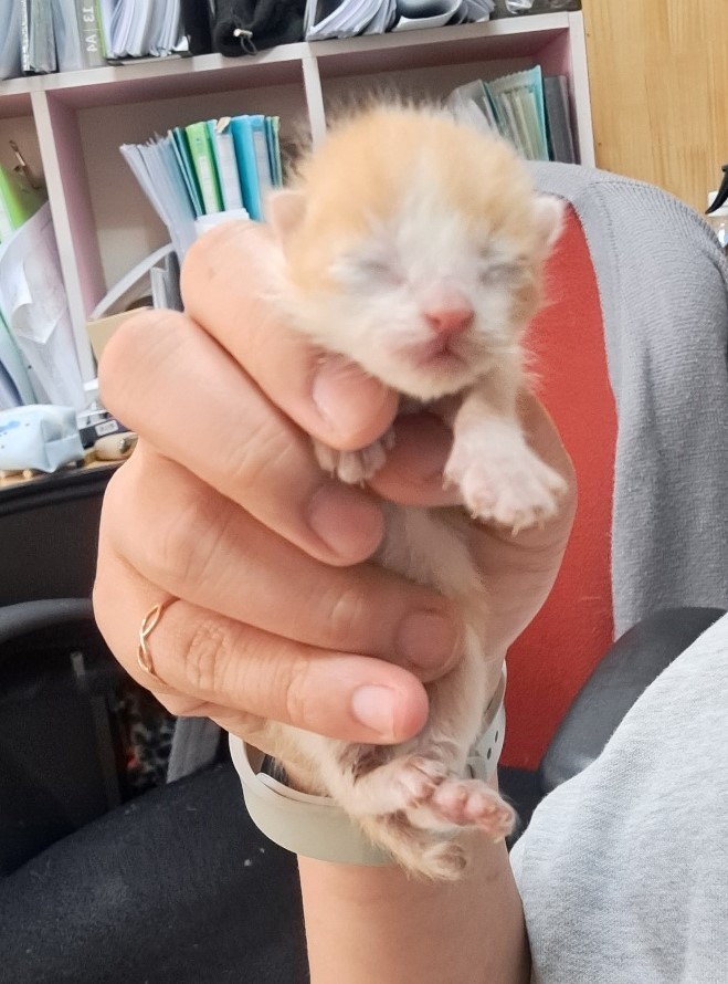 울산유기동물보호센터_431372202300217
