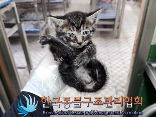 한국동물구조관리협회_441560202300621