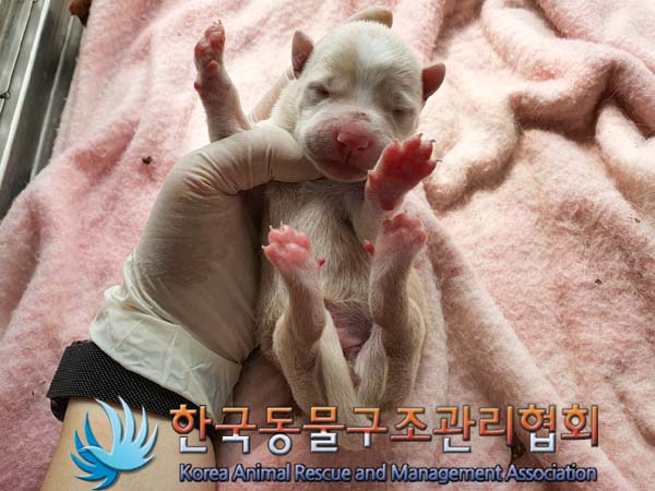 한국동물구조관리협회_441560202300612