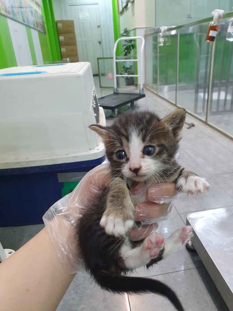 펫앤쉘터동물병원_441378202300890