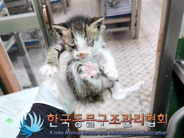 한국동물구조관리협회_411323202300424