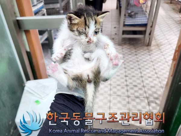 한국동물구조관리협회_411323202300423