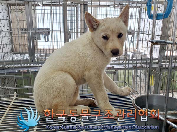 한국동물구조관리협회_441560202300617