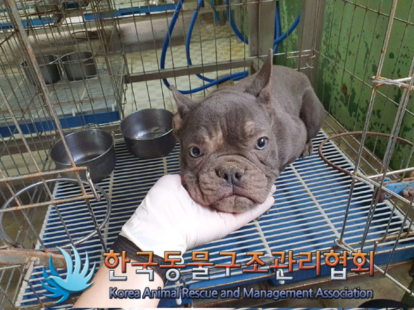 한국동물구조관리협회_441406202300686