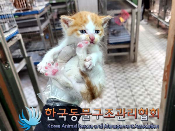 한국동물구조관리협회_441560202300619