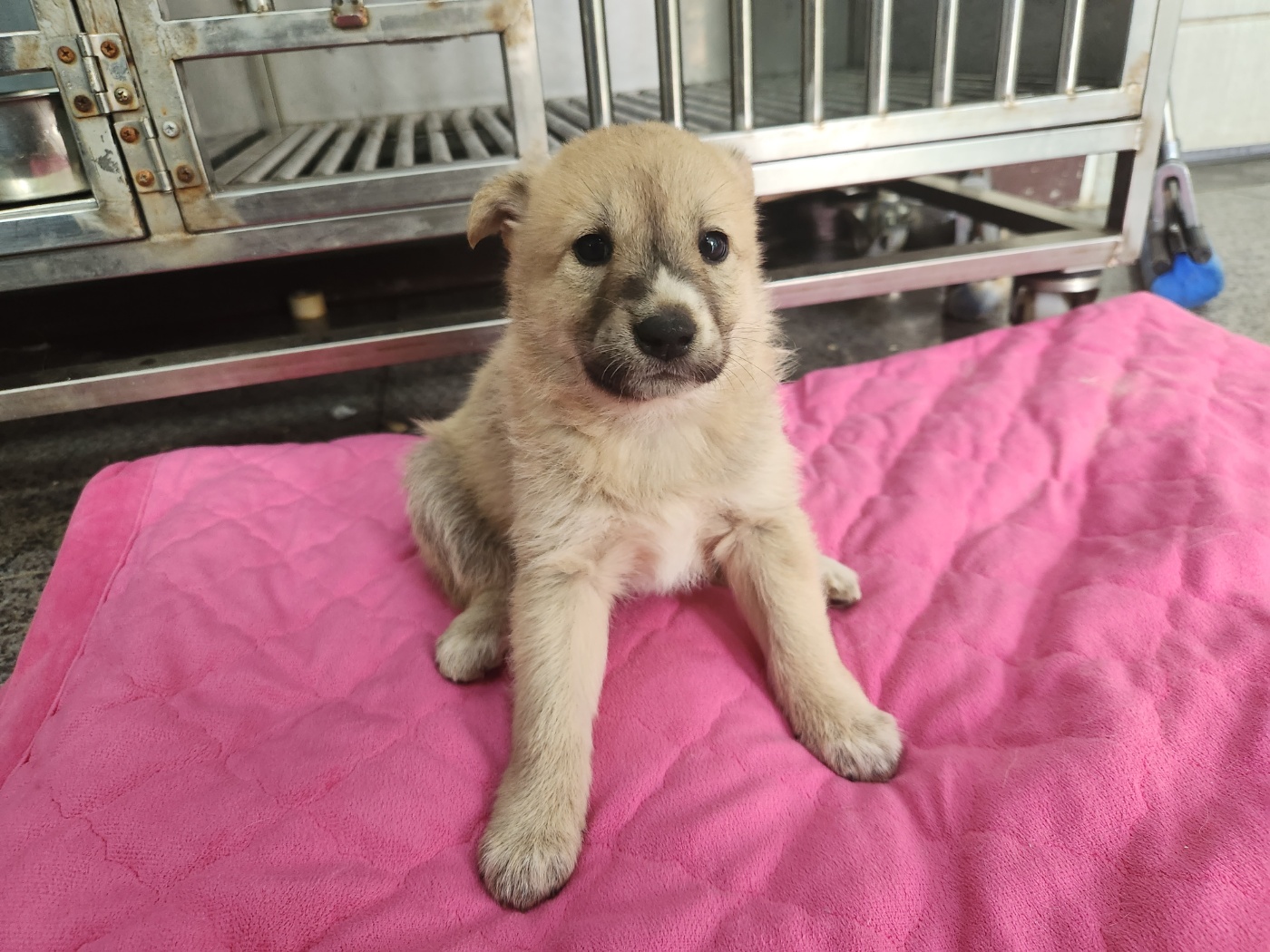 광주 동물보호소_429363202300376
