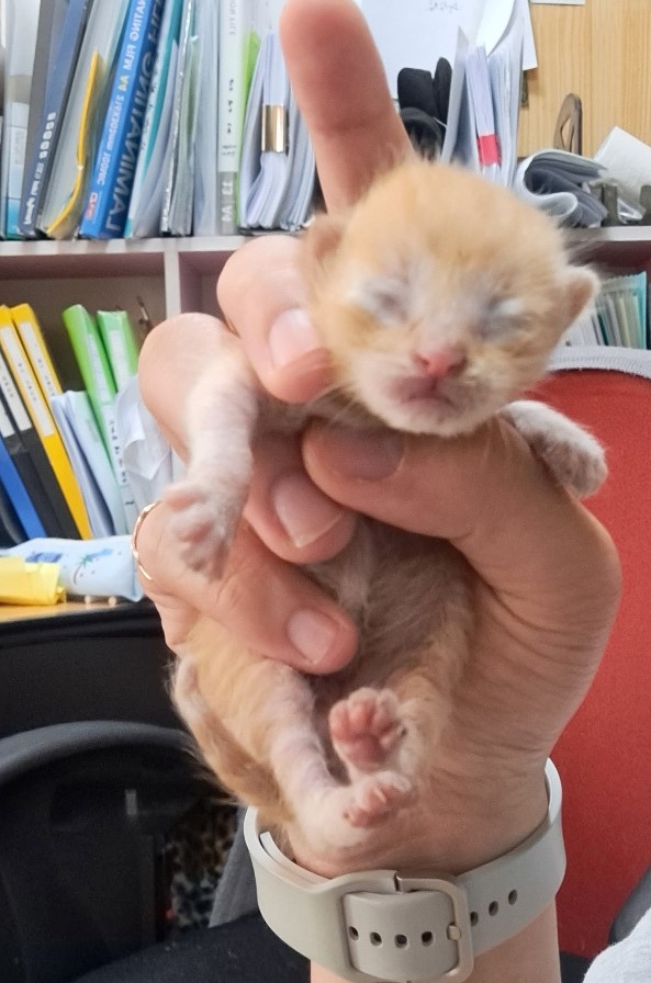 울산유기동물보호센터_431372202300215