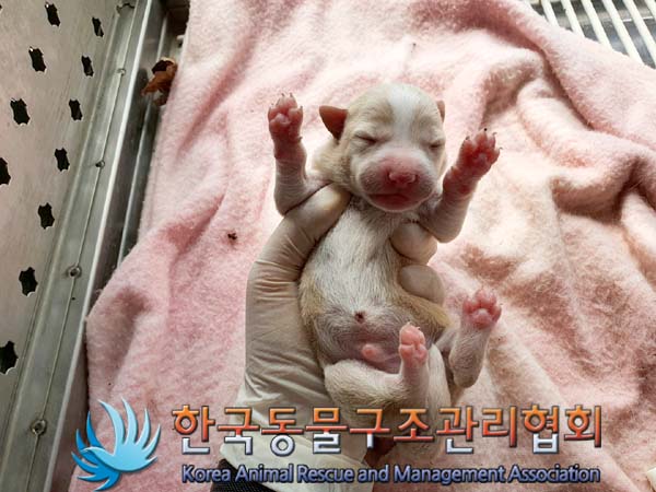 한국동물구조관리협회_441560202300613