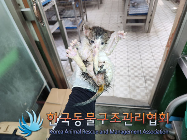 한국동물구조관리협회_411312202300325