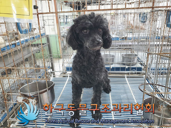 한국동물구조관리협회_441392202300083