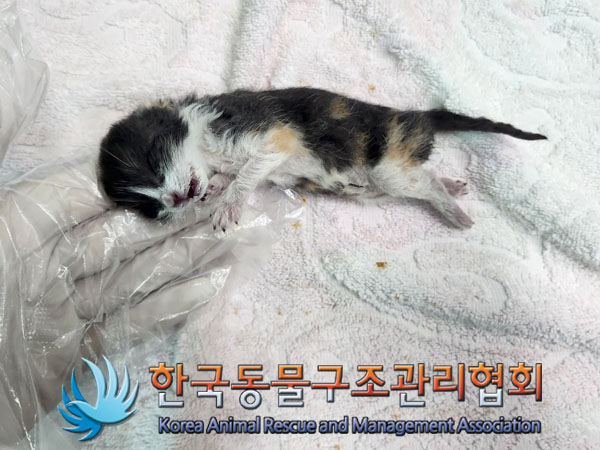 한국동물구조관리협회_411306202300360