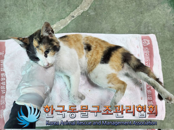 한국동물구조관리협회_411304202300330