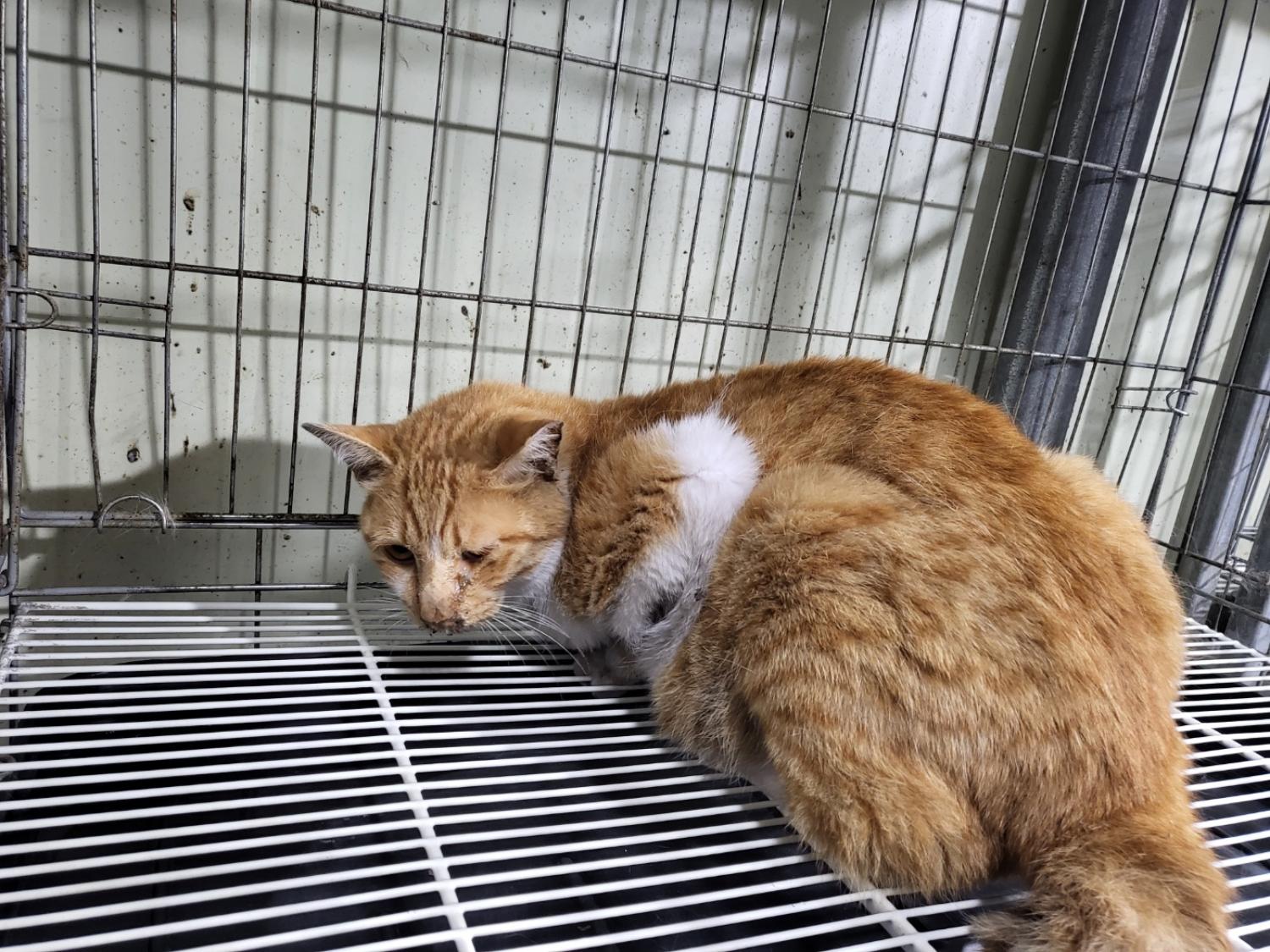 사단법인 하얀비둘기_426327202300116