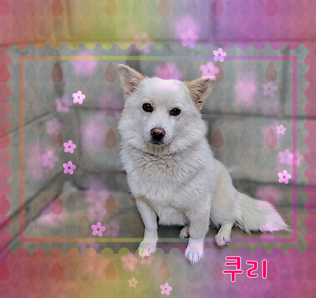 군산유기동물보호센터_445467202300865
