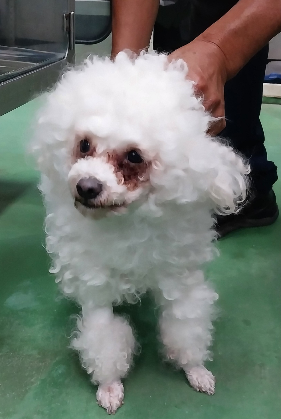 제천시 동물보호센터_443440202300199