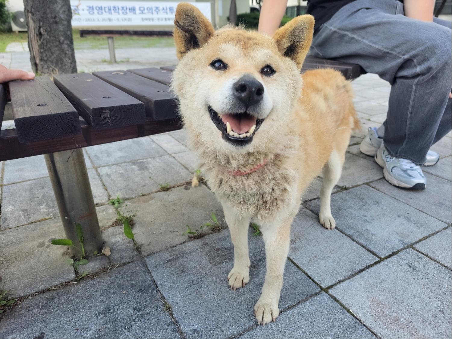 고양시동물보호센터_441394202301064
